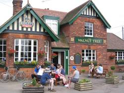The Walnut Tree